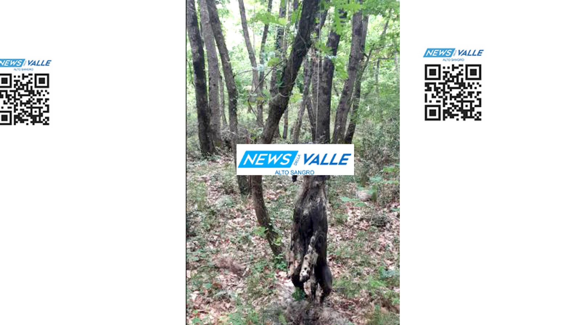 Cane impiccato e legato ad una corda nei pressi di un albero rinvenuto nella zona di Valle Porcina a Colli a Volturno. Una scena atroce.